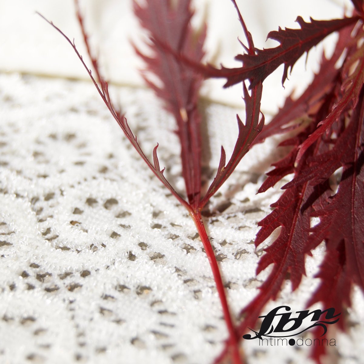 IntimoFbm's tweet image. Dedichiamo il nostro #ricamo a tutte le #donne eleganti e raffinate... Scoprilo nei nostri #body e #reggiseni!