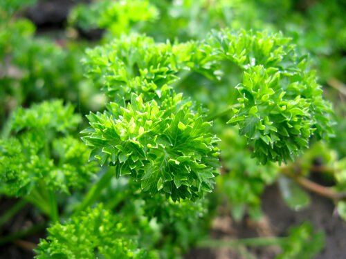 RealLeafMother's tweet photo. The Mystique Of Parsley - https://t.co/WlbSQ5t4nQ https://t.co/dGLJhU6ZQt