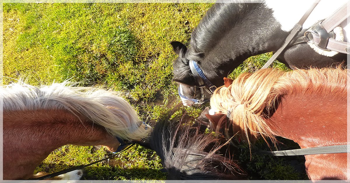 Riding Holidays tweet media