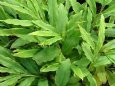 CalmerSolutions's tweet photo. #Cardamon, excellent, antispasmodic, #Antispectic, disinfectant, digestion booster, to name a few #Calmersolutions https://t.co/UGhCamVxPn