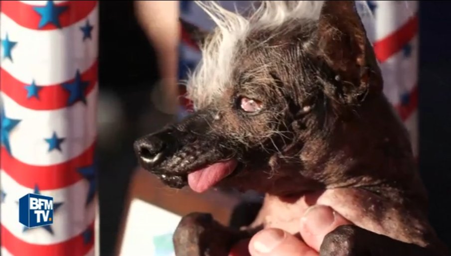 Bfmtv On Twitter états Unis Concours Du Chien Le Plus