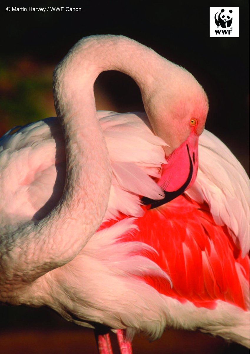 Did you know? Flamingos are not naturally pink, they get color from their food. RT if you love birds as much as us!