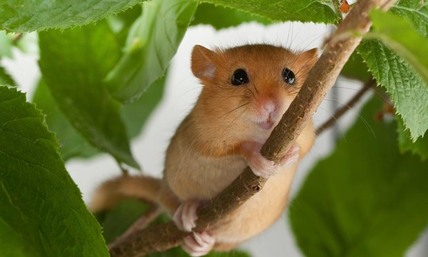 How the dormouse is returning to England’s hedgerows after 100 years: theguardian.com/environment/20… <a href="/PTES/">People's Trust for Endangered Species</a>