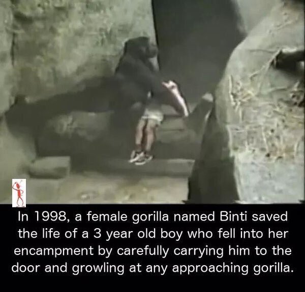 SajTheOne's tweet photo. When Animals Are More Humane Compared To Human Beings https://t.co/psyYrrdF2m