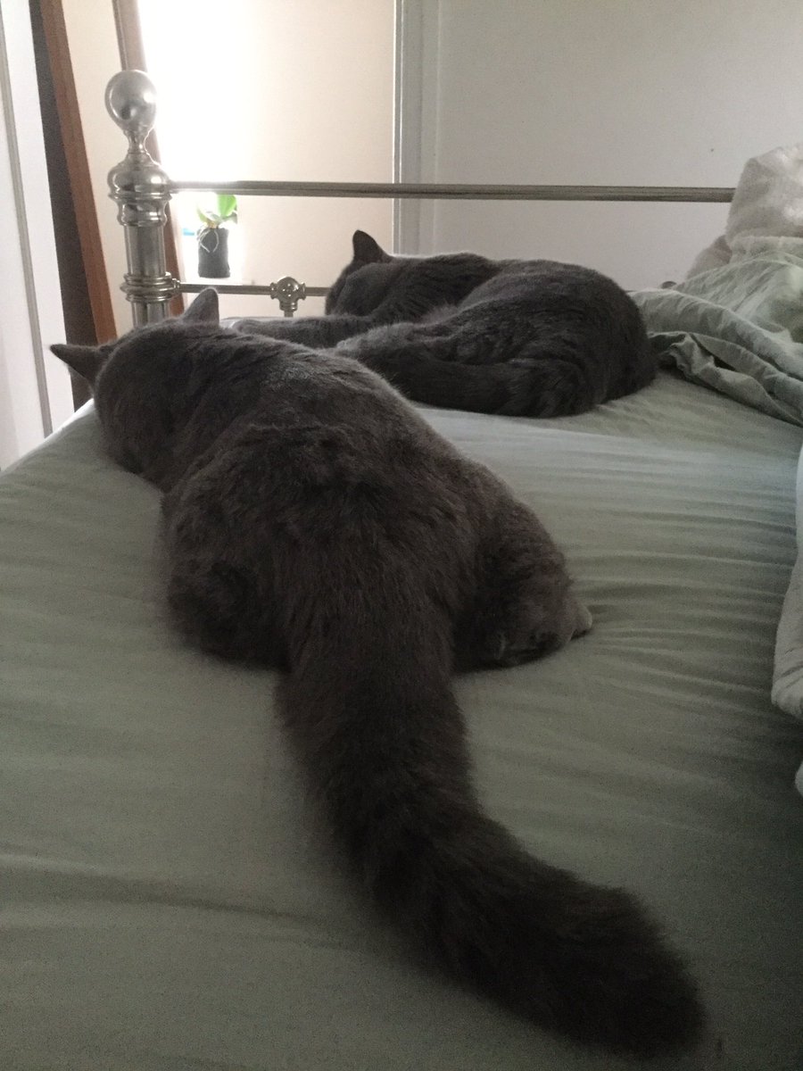DollyTali's tweet photo. Dolly and Tali doing as much as our 'leaders' since the EU ref, come on, tell us what the plan is! #brexit #eucats https://t.co/YQ3Ead3j2K