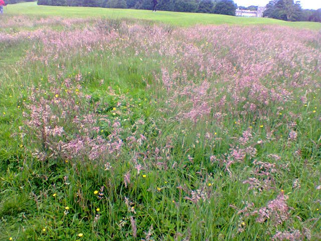Seleena_Credo's tweet photo. #Unplugged2016 fab, we took cam pics of our adventures like fungus spotting &amp; romping through grassland #30DaysWild https://t.co/IVPdzM9P5S