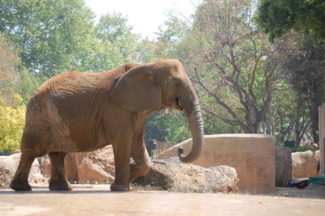 gourmark's tweet photo. Un café 50$. Café y heces de elefante... https://t.co/mwnzwgutf7 vía @directopaladar @BodegaUrbanaBio  @corre34_ https://t.co/bNUKQZzrZM