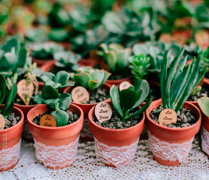 PlanellesMundoN's tweet photo. ¿Pensando en los detalles para los #invitados en tu #boda? ¡Unas mini suculentas o #cactus! https://t.co/HEjnauCYy0