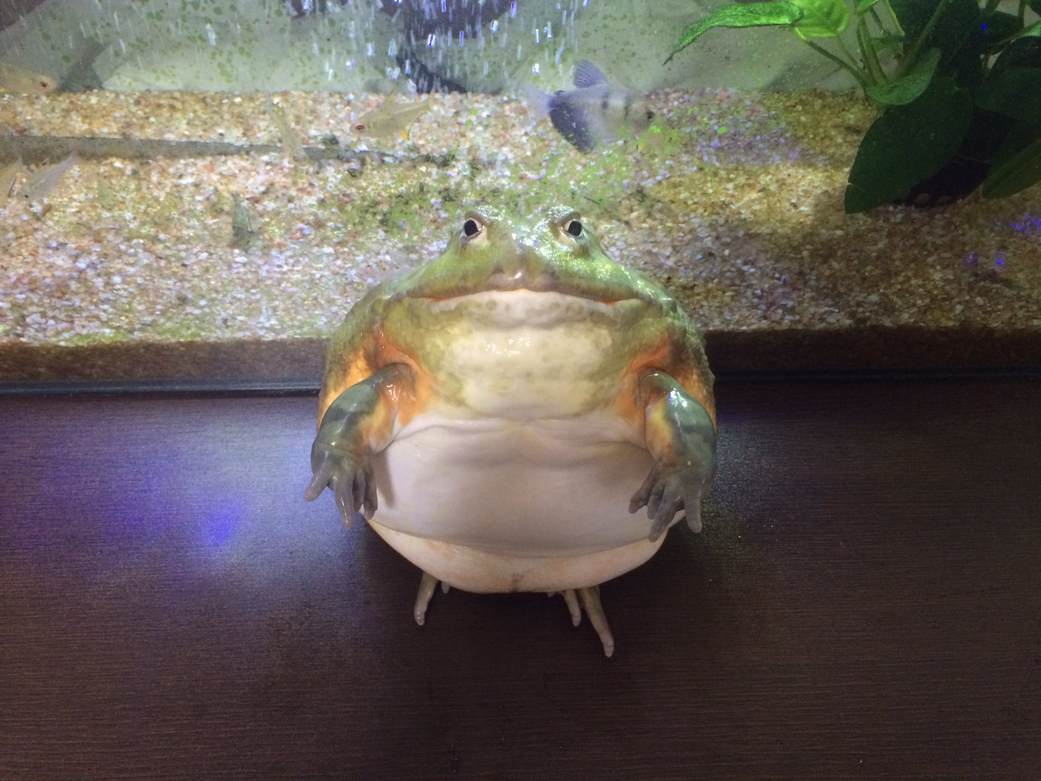 かな No Twitter そっ アフリカウシガエル かな No Twitter そっ アフリカウシガエル