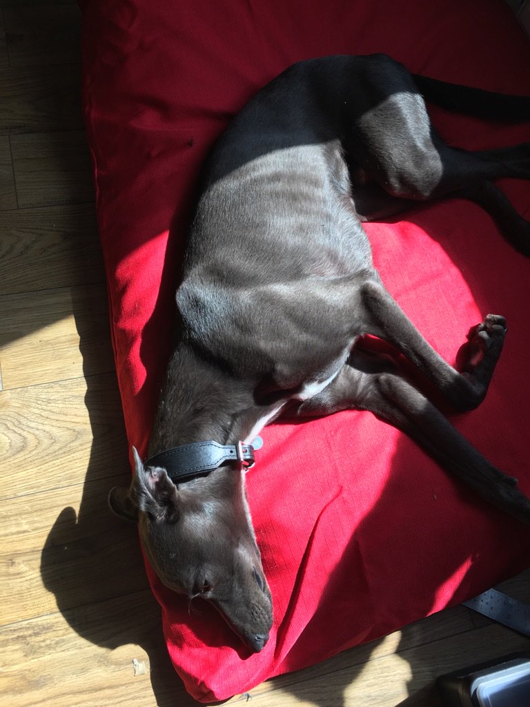grimblepup's tweet photo. That's better have dragged my bed into the sunny spot https://t.co/FPYmylxVtm