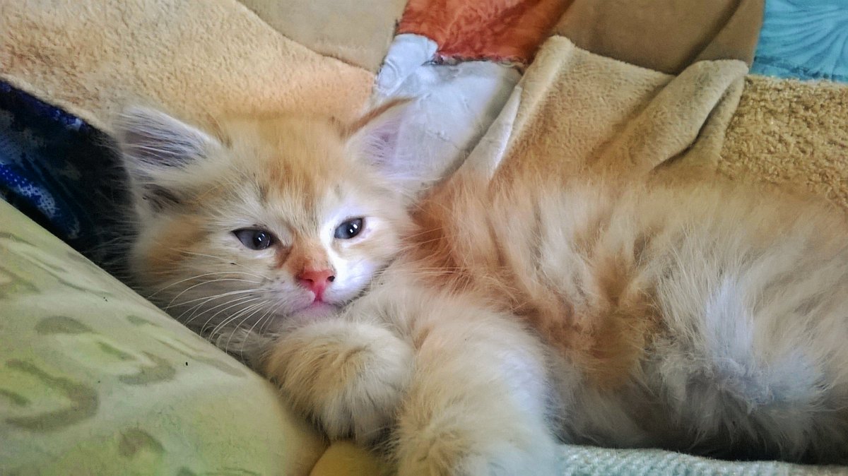 🐱 смотрите кого папа притащил 🐱
он лыбится 😸
