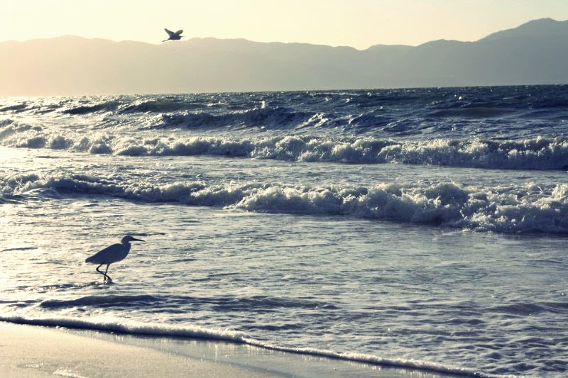 Miss Brazil World crowned at the famous Jurerê beach buff.ly/297Tz9B