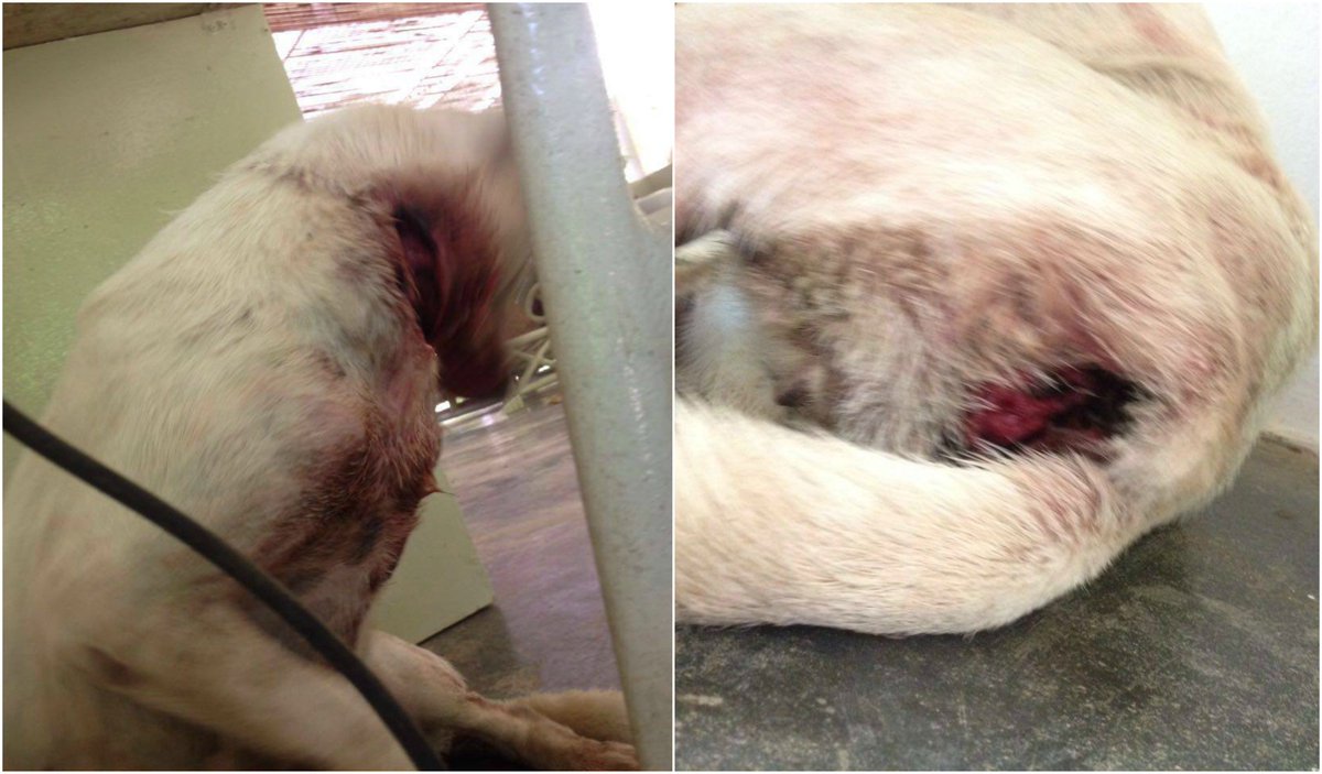 PetitionHub's tweet photo. Dog Dumped On Street After Being Badly Injured &amp; Abused By Sick Man! Demand Punishment! 

https://t.co/JfCFgsgE9w https://t.co/rHDSCIVPGL