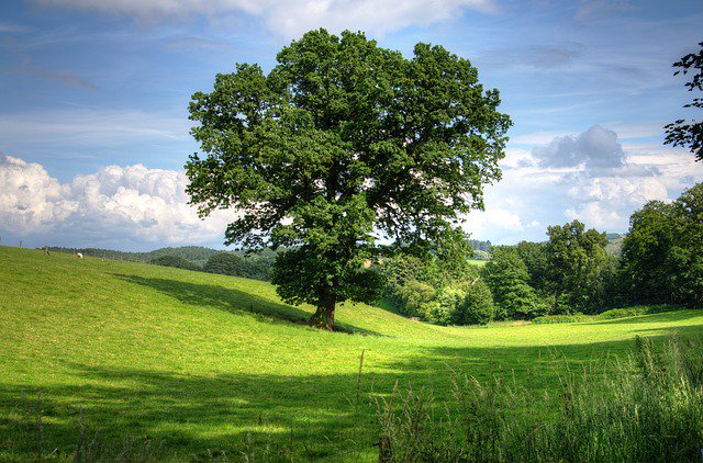 Thierry_PELTIER's tweet photo. Je vous souhaite
Le plus beau des jours
Que l'arbre de votre vie
Croisse et vous donne
Les plus beaux fruits https://t.co/aj2VvkM98C