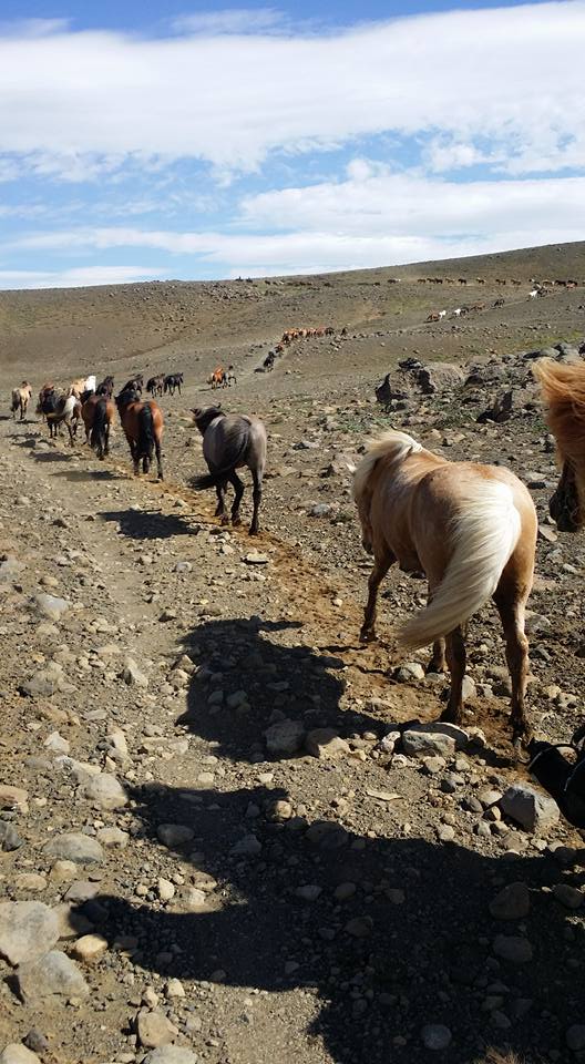 ishestarriding's tweet photo. Long line of free running horses in our Kjölur tour :) 
#ishestar #ishestarsummer2016 #icelandichorse https://t.co/JNk47LujHo