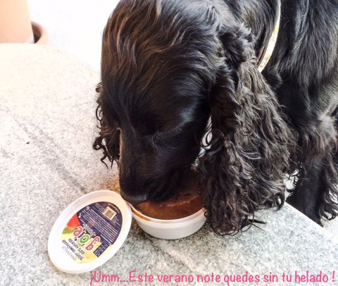 AnimalsdogSl's tweet image. No te quedes sin tu Helado