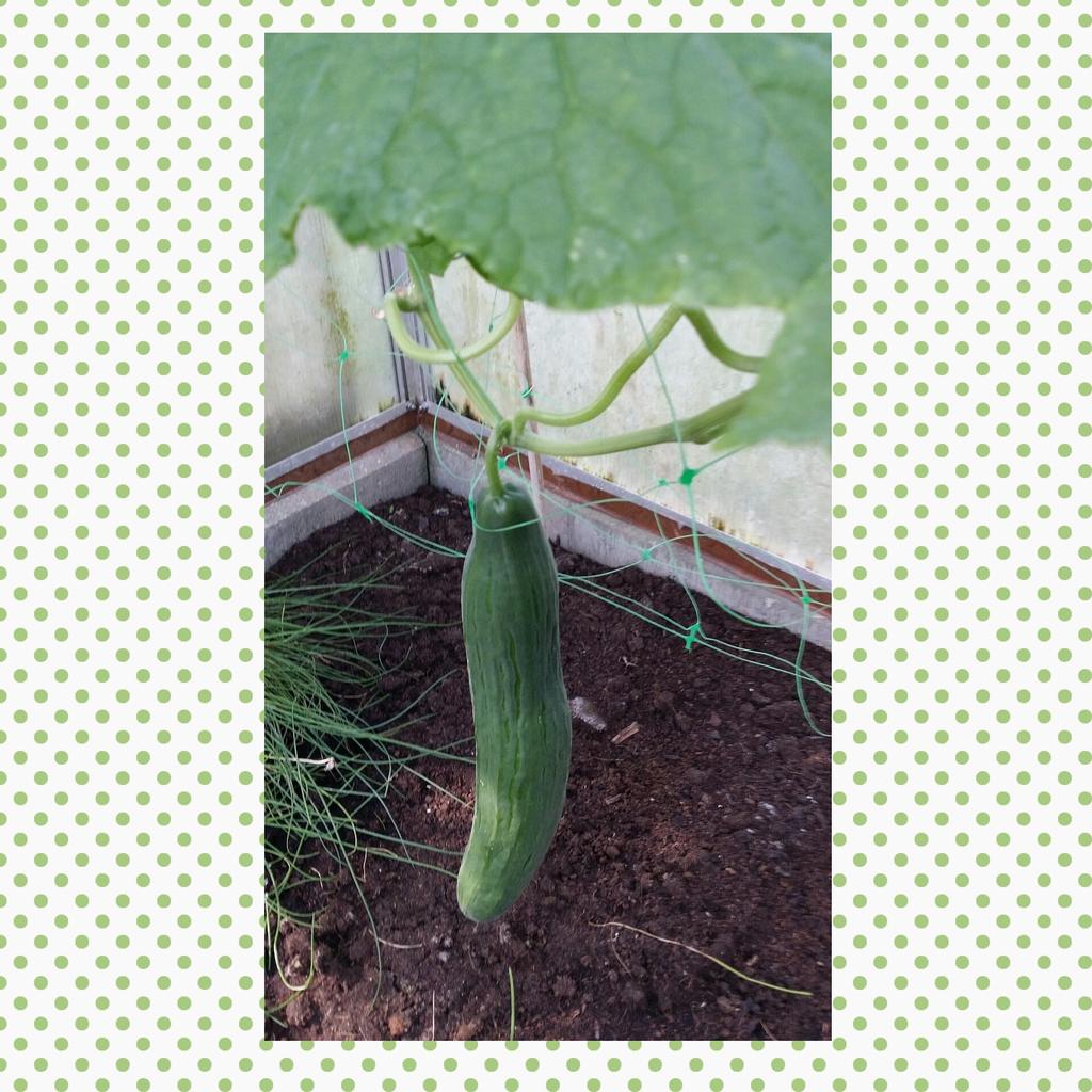 su_sanni's tweet photo. #first #cucumber this year #ownharvest #gardenlife #yummy #freshfrommygarden #eigeneernte #Gurke #erstegurke https://t.co/4J7gEpTN90