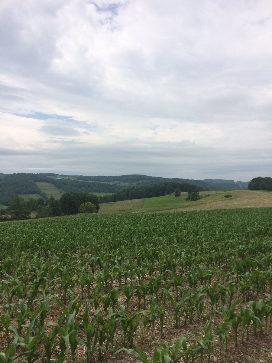 curtcooper4's tweet photo. Nice looking field of 192-09 on some hill ground in Bradford County PA. https://t.co/GLyFZs8kw1