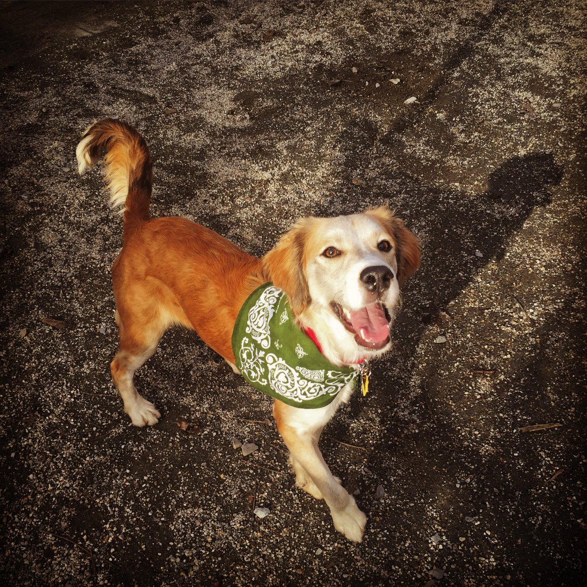 WeGeoBoston's tweet photo. Will we see any #geocachers at the Berkshire GeoBash next month in July? Come say hey, and meet our geo-dog, Yoshi. https://t.co/1p9Cn70dZI