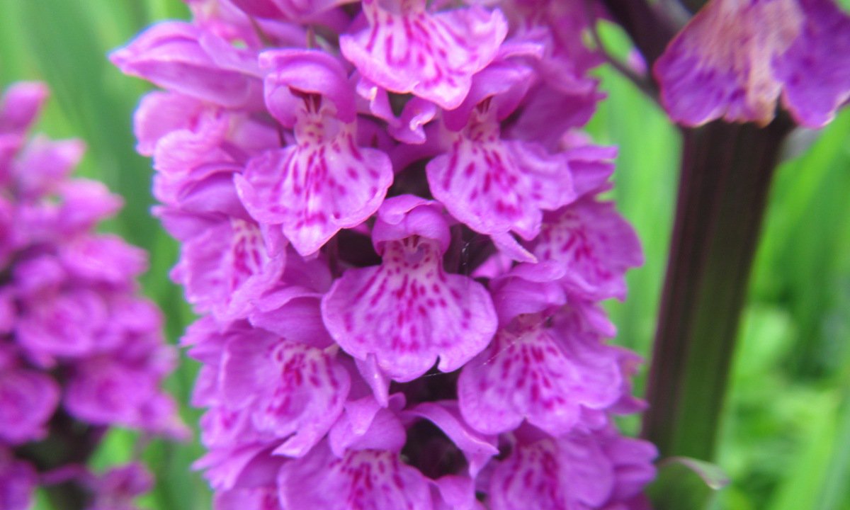 UistSmilemaker's tweet photo. What a magnificent quad spike #orchid! 60cm! #SouthUist #OuterHebrides. Great time to see them now at their best https://t.co/caJpmISVcc