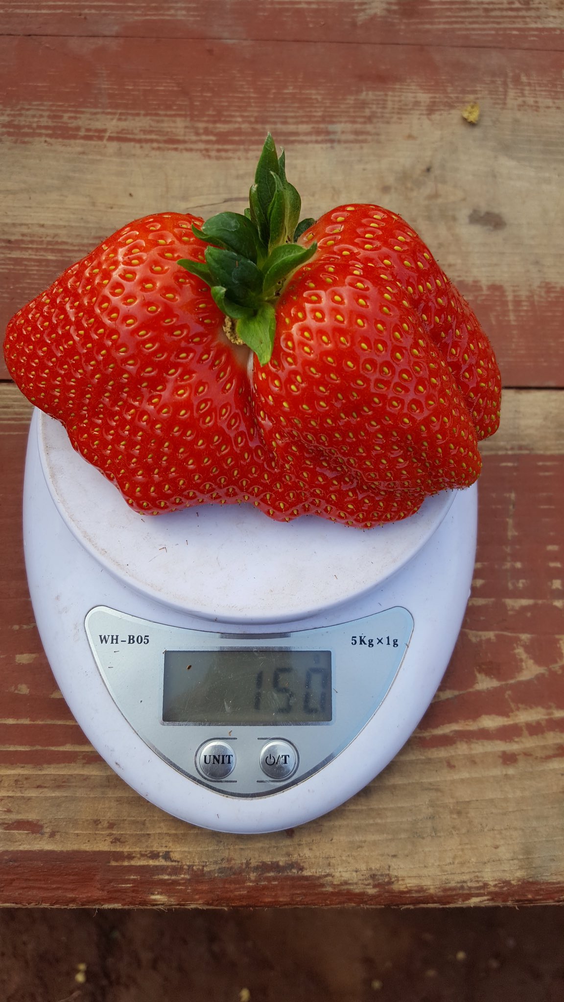 Anthony Snell Double Wow We Ve Beaten Our Heaviest Strawberry Record Today Can Anyone Beat 150g Rt T Co Ybqcq4bgmz Twitter