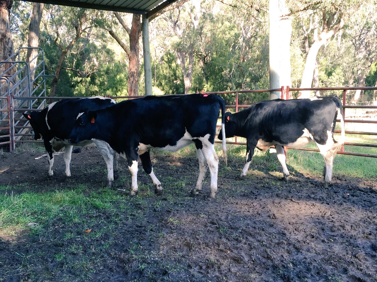 FleyasHolsteins's tweet photo. Three Elaborate heifers. Nearly 12 months old.  @Semex_Australia  love them. Strong girls. https://t.co/wnsfEvTfLT