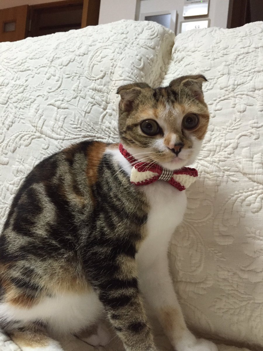 いく かぎ針編みの猫首輪 Blue Cat Blue Twitter