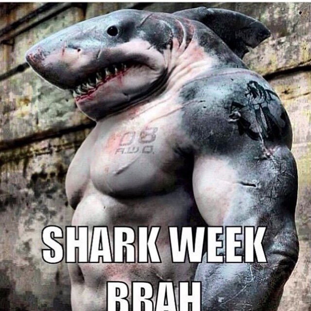 GymFunny's tweet photo. Anyone ready for #SharkWeek? https://t.co/SgJoT9vRer