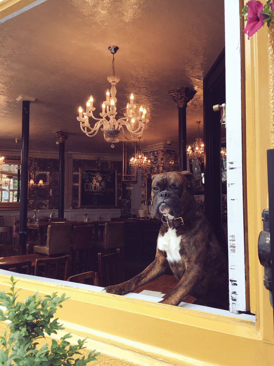 suninsplendour's tweet photo. Bruno's wondering that time your coming down for Burger Monday? https://t.co/GFCGg2jSBw