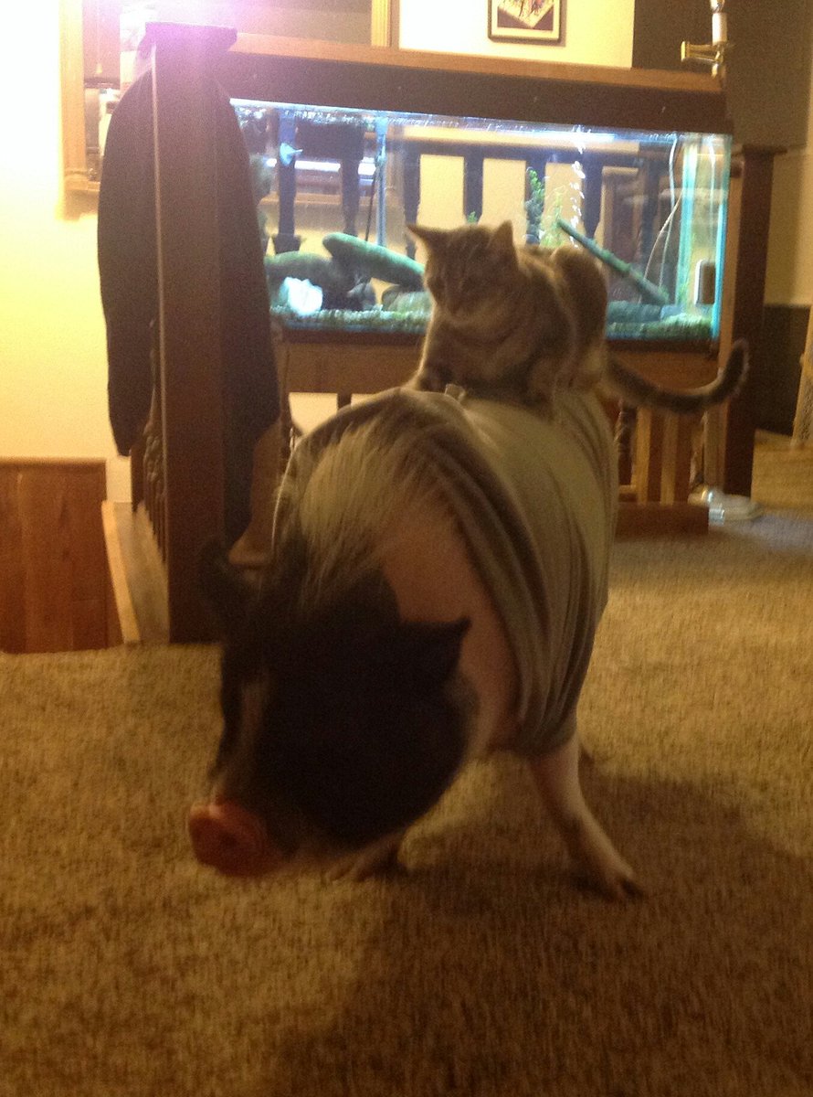 Amazing PICS tweet media