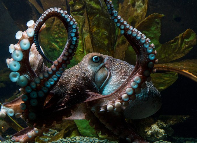delanceyplace's tweet photo. #octopus great escapes in today's book excerpt -- https://t.co/yadbJUiivw #inkytheoctopus #CephalopodWeek https://t.co/Ot2I7Xzn3S