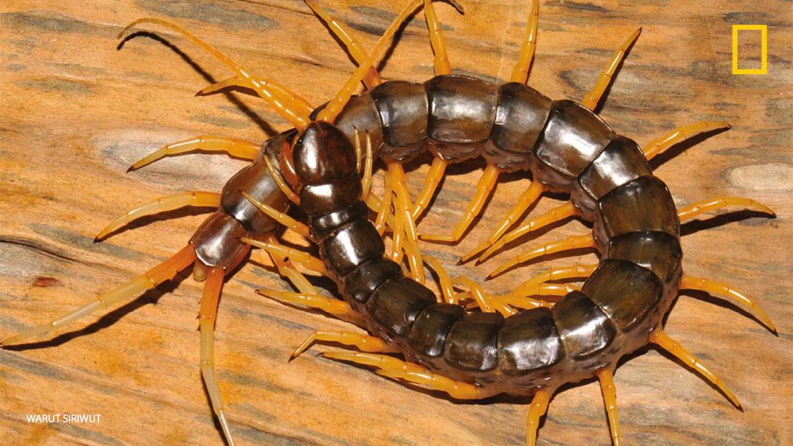 NatGeoPhotos's tweet image. Just when you thought it was safe to go in the water, first amphibious centipede discovered: on.natgeo.com/28Y8LnZ