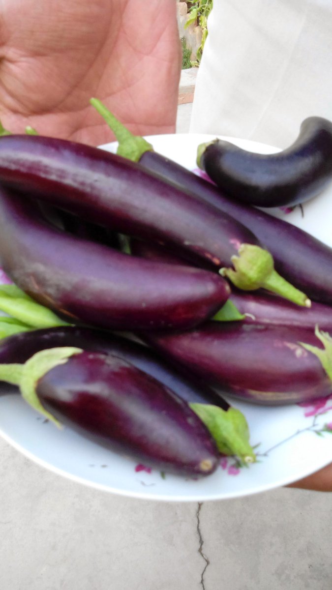 Home #grown #organic #banana #tomatoes #eggplants @organicfoodmark @htvpk @gardenknowhow @GMOInside @ICareAboutWater