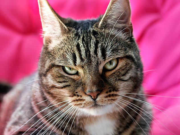 KittyCatWeb's tweet image. What do you mean it's Monday and you have to go to work?!