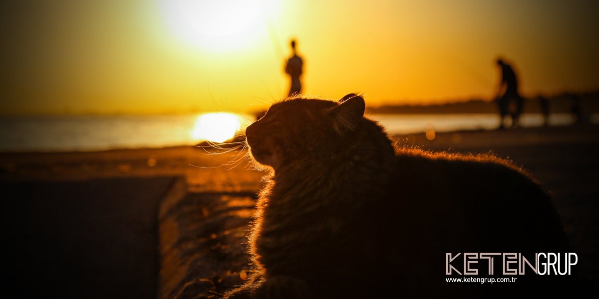 Akşam güneşi kedisi...