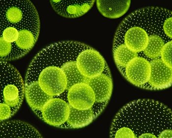 dtdchange's tweet photo. Microalgae
Renewable resource driving sustainability
https://t.co/f063SDPQYW HT @DrDCWahl #energy https://t.co/GqFtFOOjDE
