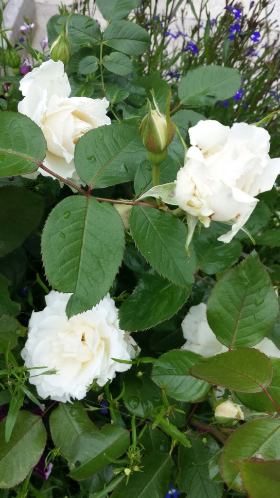 HChoules_Events's tweet photo. #positivethoughts #bloominggreat #britishsummer #weather โ๏ธ๐ค is helping my #flowers #bloom2016 ๐บ๐ธ๐ท๐น https://t.co/SvXwse2DRs