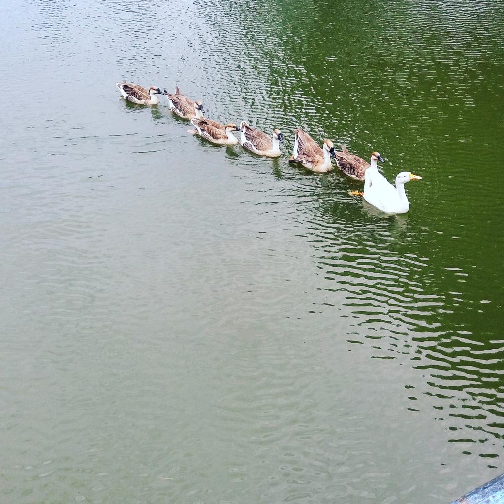 Manavsharma5555's tweet photo. Such a cute loving family...it gves a great feeling to me.....nature has some really great beauties in it. https://t.co/HZxGg8cvrV