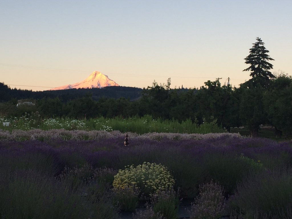 WesleighOgle's tweet photo. Wake up and smell the lavender! The views aren't bad either at Hood River Lavender Farms. #liveonK2 @thelavenderlady https://t.co/UUfU1TiWCO