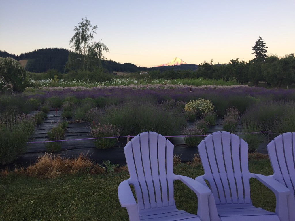 WesleighOgle's tweet photo. Wake up and smell the lavender! The views aren't bad either at Hood River Lavender Farms. #liveonK2 @thelavenderlady https://t.co/UUfU1TiWCO