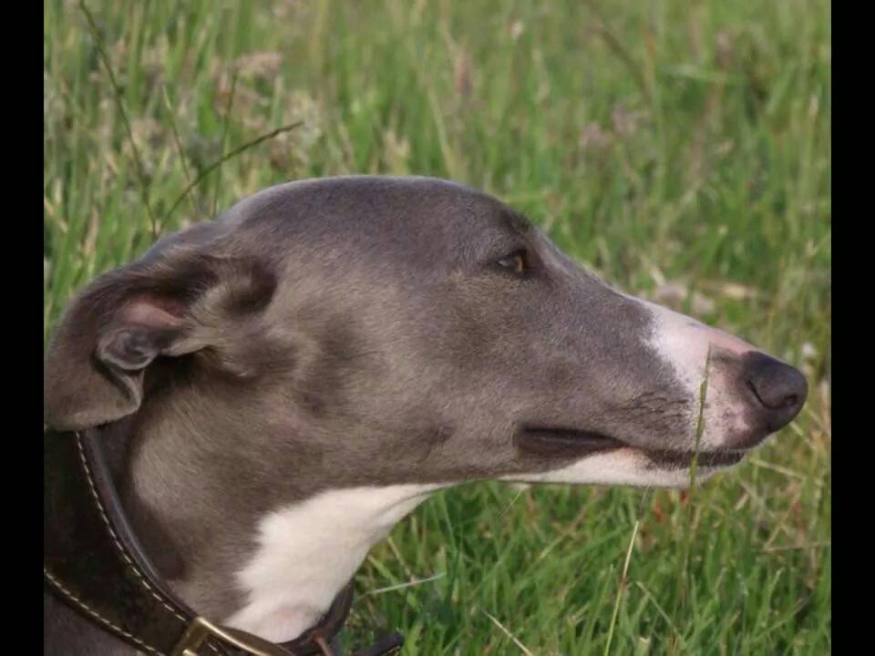 Harvey's Army (@harveysarmy1) on Twitter photo 💔 Amy STILL SEARCHING 4 <a href="/FindTopesy/">Find Topesy</a> #Whippet #Stolen #Cornwall Nov14 😢 <a href="/findUKDogs/">FindUkDogs</a> <a href="/NiciPickering/">Nici Pickering</a> @piratefm pls RT 💔 Amy STILL SEARCHING 4 <a href="/FindTopesy/">Find Topesy</a> #Whippet #Stolen #Cornwall Nov14 😢 <a href="/findUKDogs/">FindUkDogs</a> <a href="/NiciPickering/">Nici Pickering</a> @piratefm pls RT