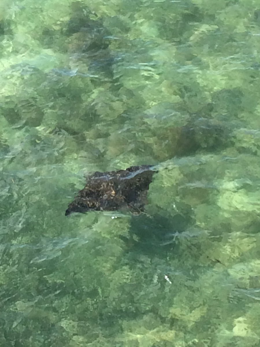 ParasitologySvs's tweet photo. Walked on old #7MileBridge saw large #spottedrays #FloridaKeys https://t.co/nYb2JlOnjn