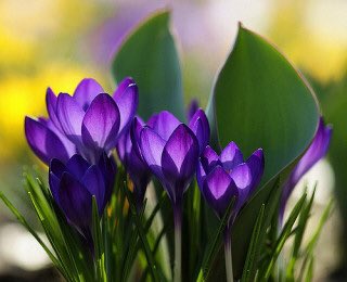 E6 8e A8 81 97 Ad A3 81 Ab E5 90 81 86 E8 8a B1 E8 A8 80 E8 91 92 E6 8c 99 81 92 81 A6 81 8f Twitter Search Twitter