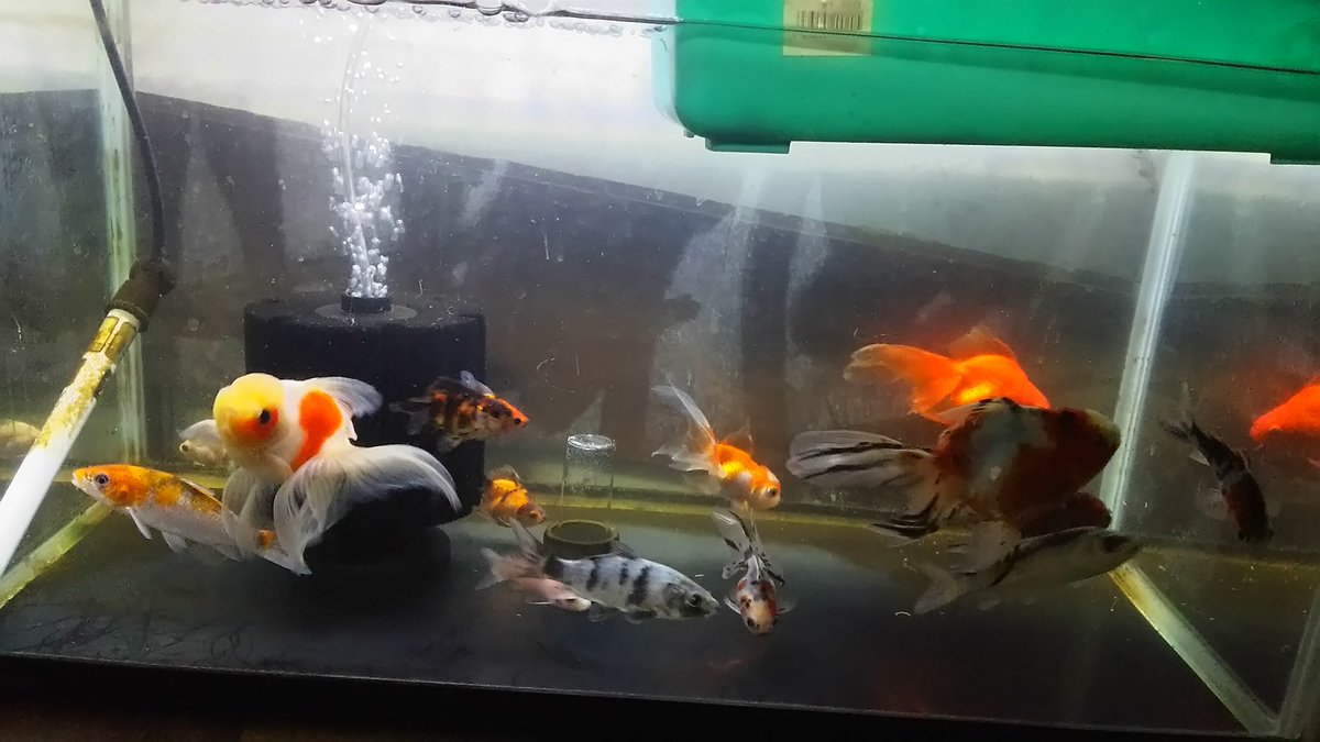 どんぶり金魚 ボトルアクア推進月間 店長 回答その３ 鯉の飛び出し防止を兼ねて水深を下げていたので 実際は勝手に蒸発していた 笑 ついでに水深を増やした