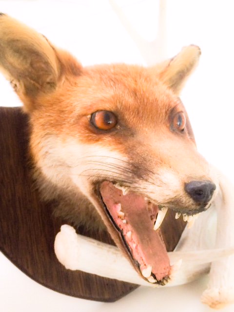 Strange things arriving at Tayburn Towers today - huge thanks to Anna <a href="/Tippiuk/">Tippi</a> for the loan of the taxidermy!