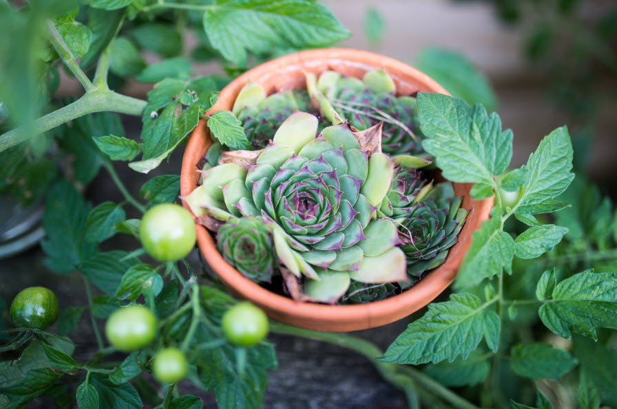 nigelbkelly's tweet photo. Eating 1.5 cups of leafy greens a day could lower your #glaucoma risk by 20% to 30%: https://t.co/FznjPfDe7N https://t.co/2ZmF4YYiZ2