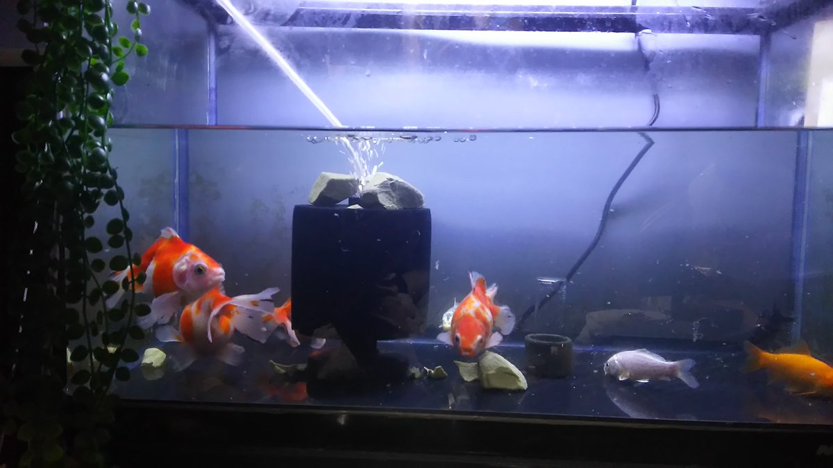 どんぶり金魚 ボトルアクア推進月間 店長 回答その3 鯉の飛び出し防止を兼ねて水深を下げていたので 実際は勝手に蒸発していた 笑 ついでに水深を増やした どんぶり金魚 ボトルアクア推進月間 店長 回答その3 鯉の飛び出し防止を兼ねて水深を下げていたので 実際は勝手に蒸発していた 笑 ついでに水深を増やした