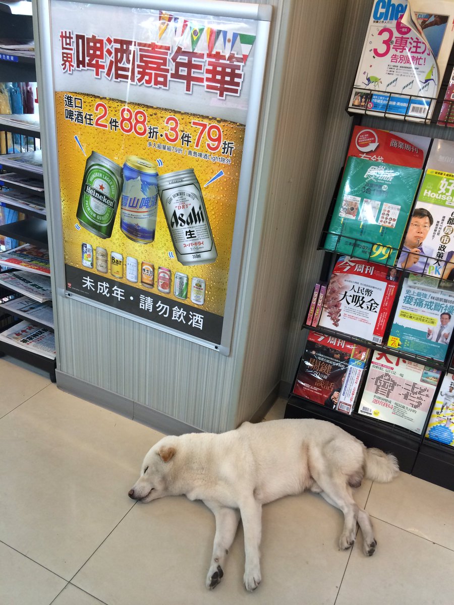 大久保麻梨子 台湾生活9年目 台湾 コンビニで寝ている犬に結構な確率で遭遇する 台湾 あるある 犬 熟睡