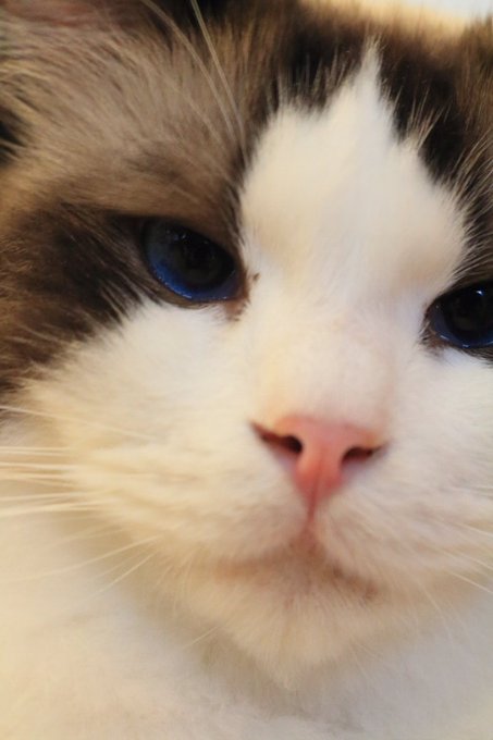 長野県のおすすめの猫カフェ9選 Petpedia