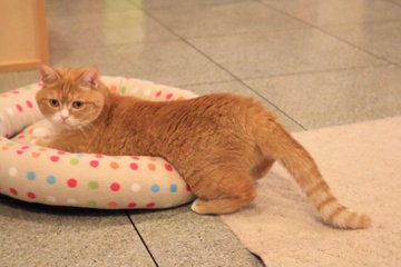 長野県のおすすめの猫カフェ9選 Petpedia